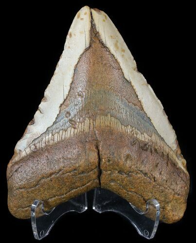 Bargain, Megalodon Tooth - North Carolina #54785